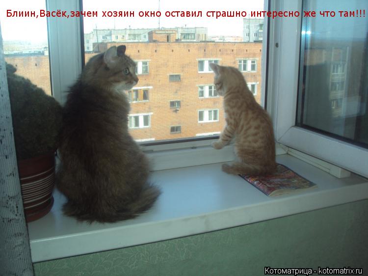 Блиин,Васёк,зачем хозяин окно оставил страшно интересно же что там!!!... Котоматрица: Блиин,Васёк,зачем хозяин окно оставил страшно интересно же что там!!!