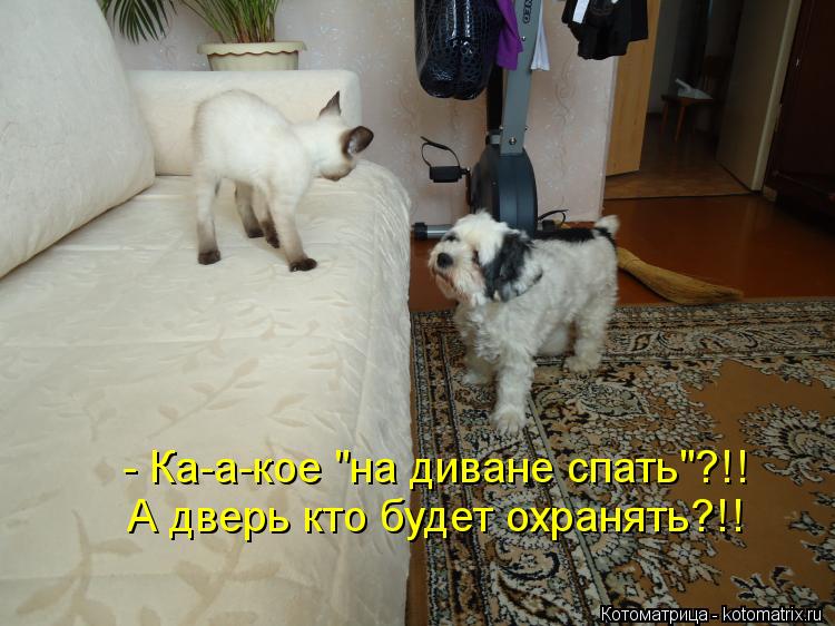 - Ка-а-кое "на диване спать"?!! А дверь кто будет охранять?!!... Котоматрица: - Ка-а-кое "на диване спать"?!! А дверь кто будет охранять?!!