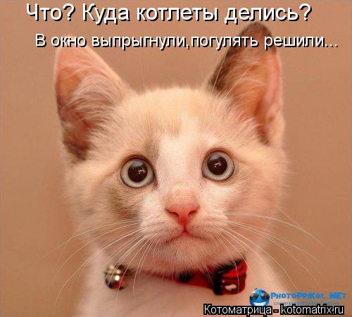 Что? Куда котлеты делись? В окно выпрыгнули,погулять решили...... Котоматрица: Что? Куда котлеты делись? В окно выпрыгнули,погулять решили...