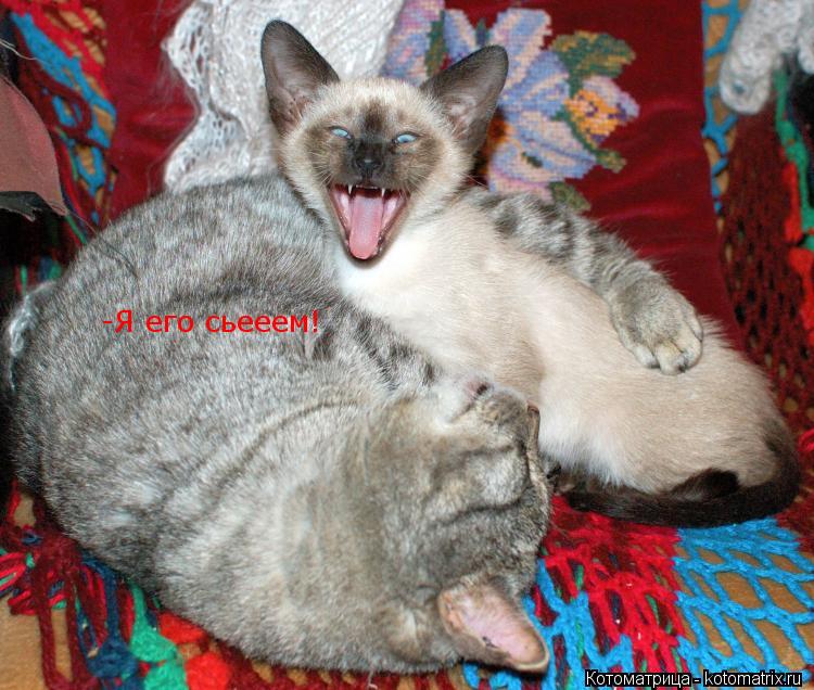 Котоматрица: -Я его сьееем!