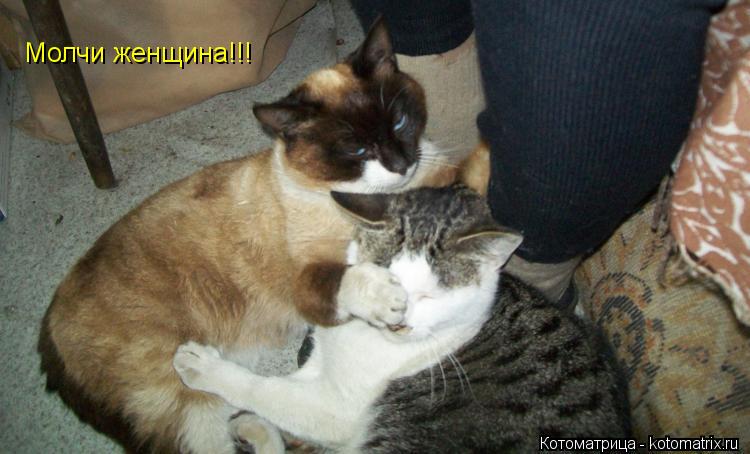 Котоматрица: Молчи женщина!!!