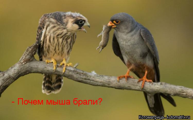 Котоматрица: - Почем мыша брали?