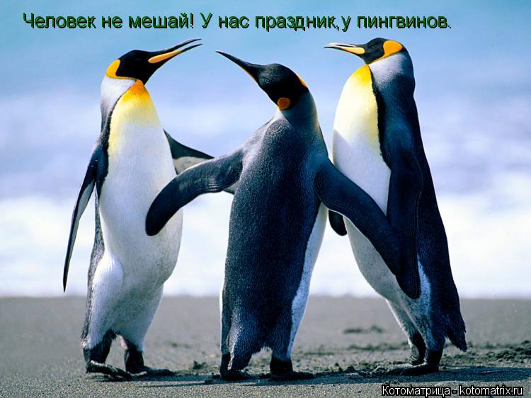 Человек не мешай! У нас праздник,у пингвинов.... Котоматрица: Человек не мешай! У нас праздник,у пингвинов.
