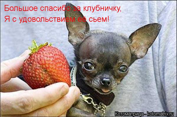 Котоматрица: Большое спасибо за клубничку, Я с удовольствием её сьем!