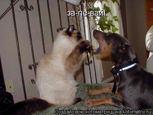 за-пе-вай!... Котоматрица: за-пе-вай!