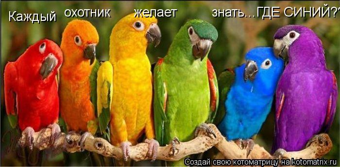 Каждый охотник желает знать...ГДЕ СИНИЙ???... Котоматрица: Каждый охотник желает знать...ГДЕ СИНИЙ???