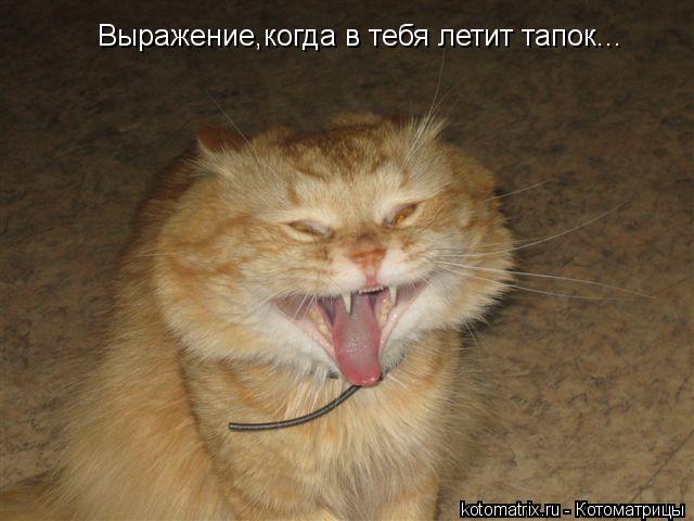 Котоматрица: Выражение,когда в тебя летит тапок...