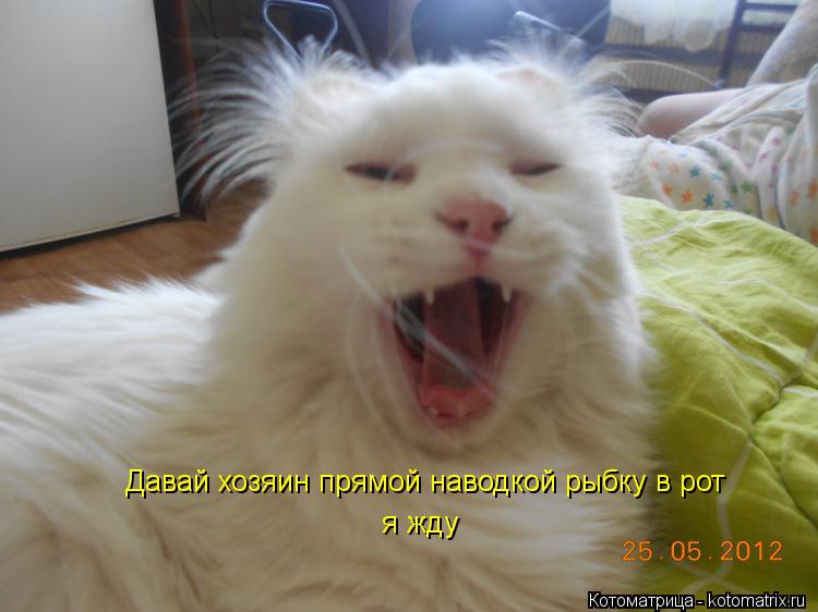Котоматрица: Давай хозяин прямой наводкой рыбку в рот я жду я жду
