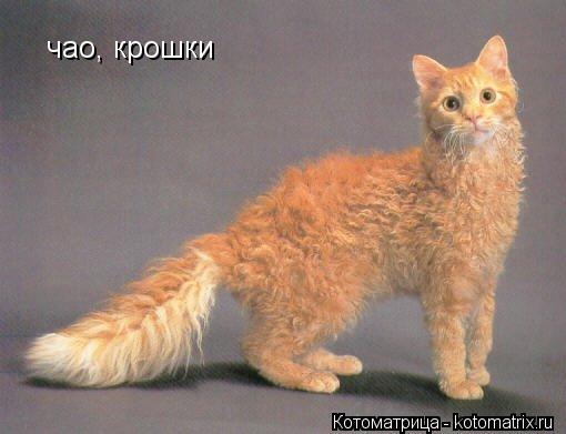 Котоматрица: чао, крошки