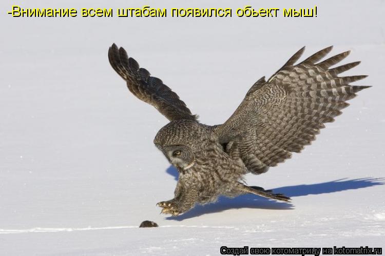 Котоматрица: -Внимание всем штабам появился обьект мыш!