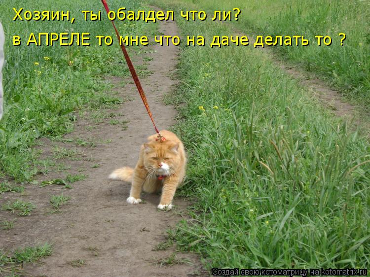 Котоматрица: Хозяин, ты обалдел что ли? в АПРЕЛЕ то мне что на даче делать то ?