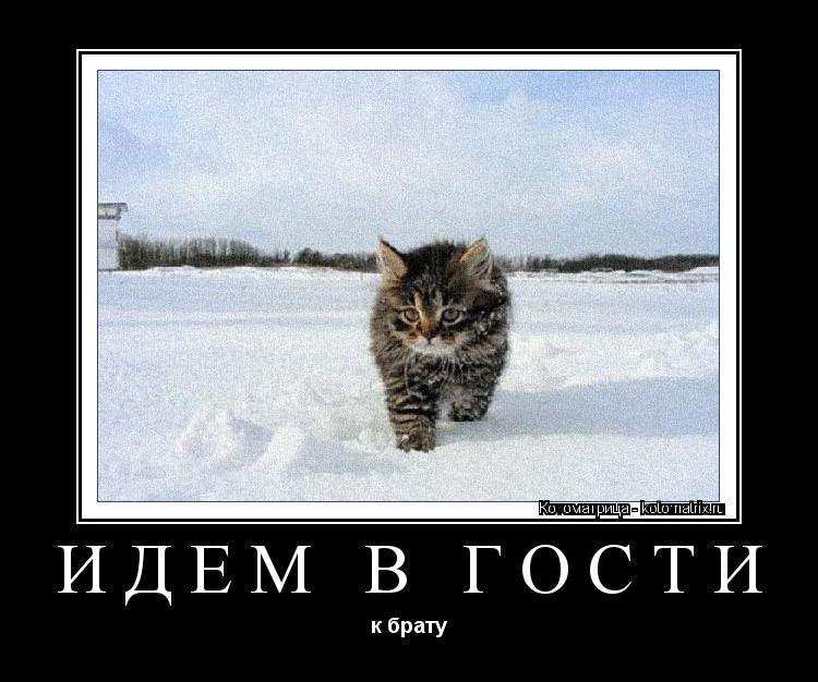 идем в гости к брату... Котоматрица: идем в гости к брату