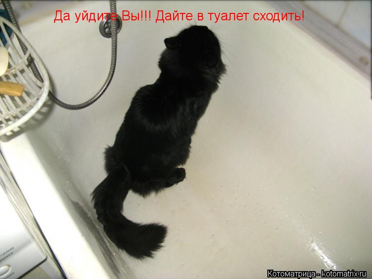 Да уйдите Вы!!! Дайте в туалет сходить!... Котоматрица: Да уйдите Вы!!! Дайте в туалет сходить!