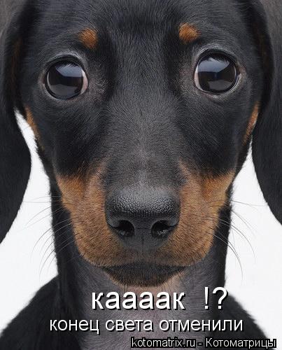 каааак !? конец света отменили... Котоматрица: каааак !? конец света отменили