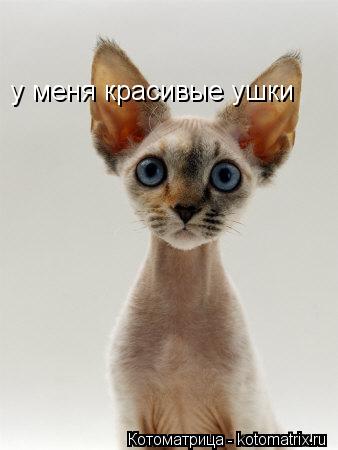 Котоматрица: у меня красивые ушки