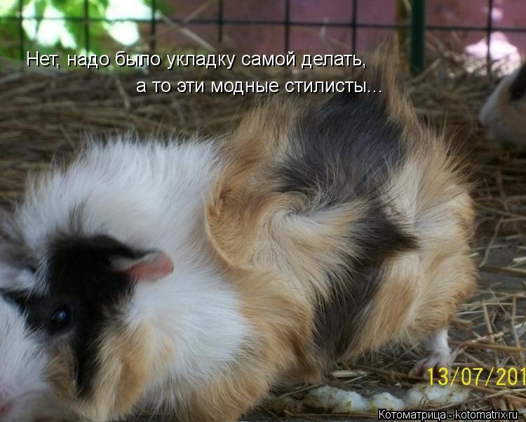 Котоматрица: Нет, надо было укладку самой делать, а то эти модные стилисты...