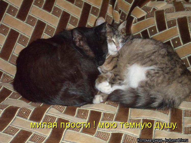 милая прости ! мою темную душу.... Котоматрица: милая прости ! мою темную душу.