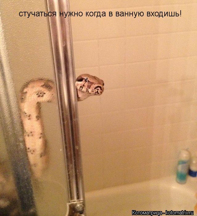 стучаться нужно когда в ванную входишь!... Котоматрица: стучаться нужно когда в ванную входишь!