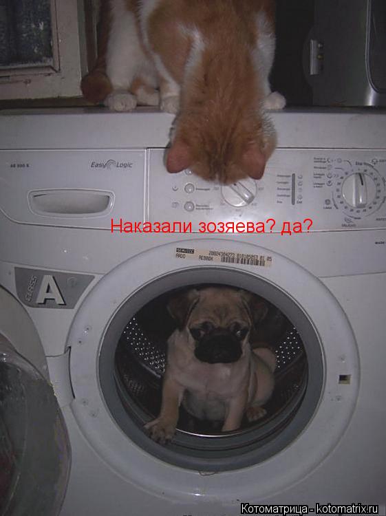 Котоматрица: Наказали зозяева? да?