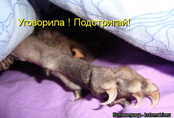 Уговорила ! Подстригай!... Котоматрица: Уговорила ! Подстригай!