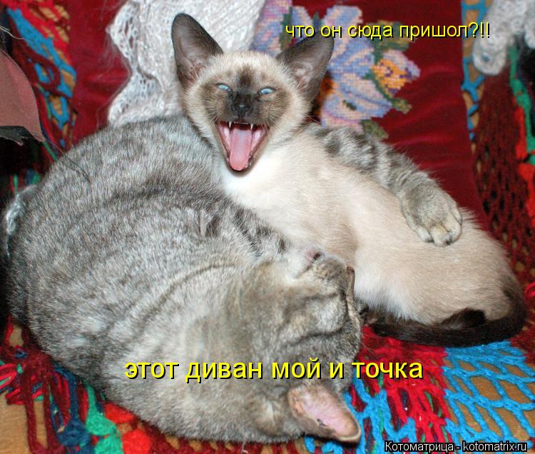 Котоматрица: что он сюда пришол?!! этот диван мой и точка