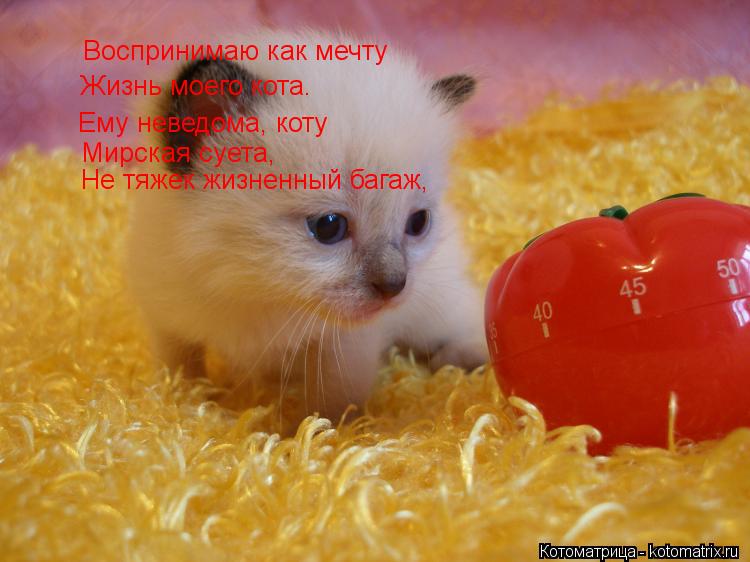 Воспринимаю как мечту Жизнь моего кота. Ему неведома, коту Мирская суета, Не тяжек жизненный багаж,... Котоматрица: Воспринимаю как мечту Жизнь моего кота. Ему неведома, коту Мирская суета, Не тяжек жизненный багаж,