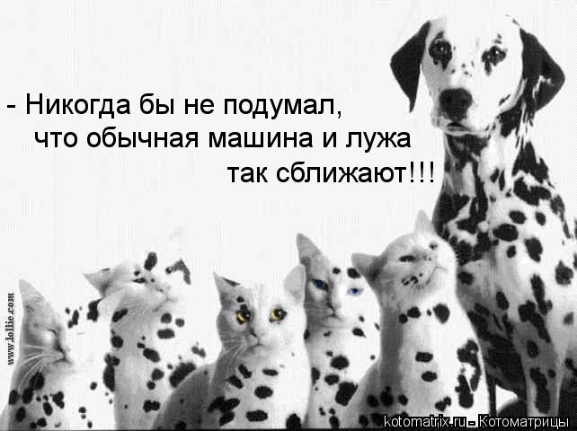 что обычная машина и лужа - Никогда бы не подумал, так сближают!!!... Котоматрица: что обычная машина и лужа - Никогда бы не подумал, так сближают!!!