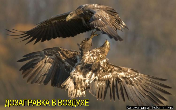 Котоматрица: ДОЗАПРАВКА В ВОЗДУХЕ