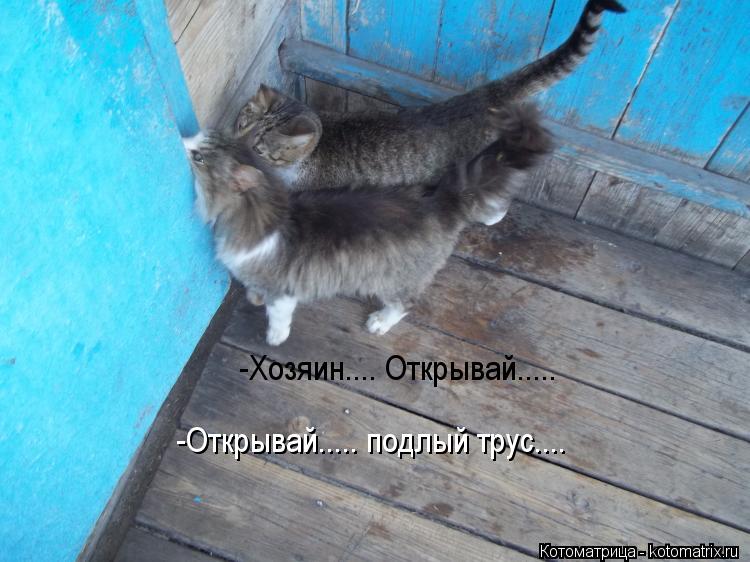 Котоматрица: -Хозяин.... Открывай..... -Открывай..... подлый трус....