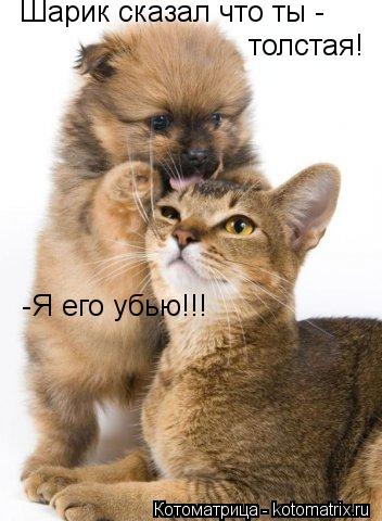 Шарик сказал что ты - толстая! -Я его убью!!!... Котоматрица: Шарик сказал что ты - толстая! -Я его убью!!!