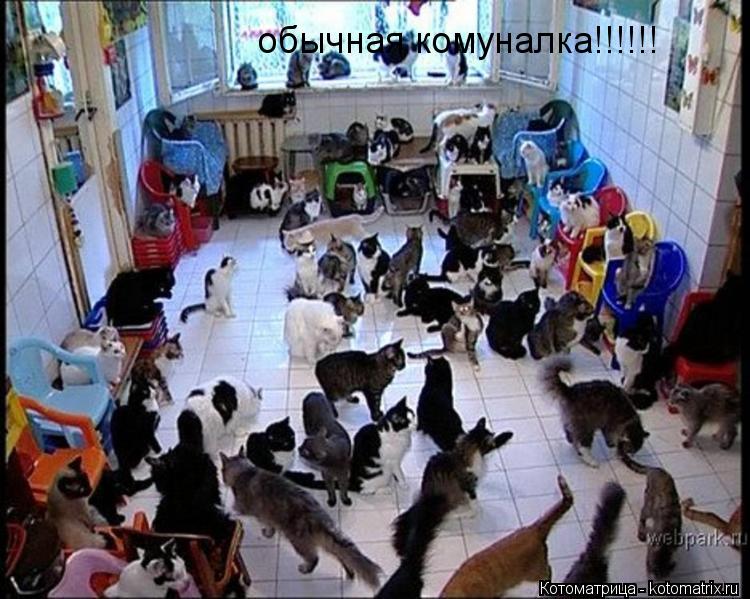 Котоматрица: обычная комуналка!!!!!!