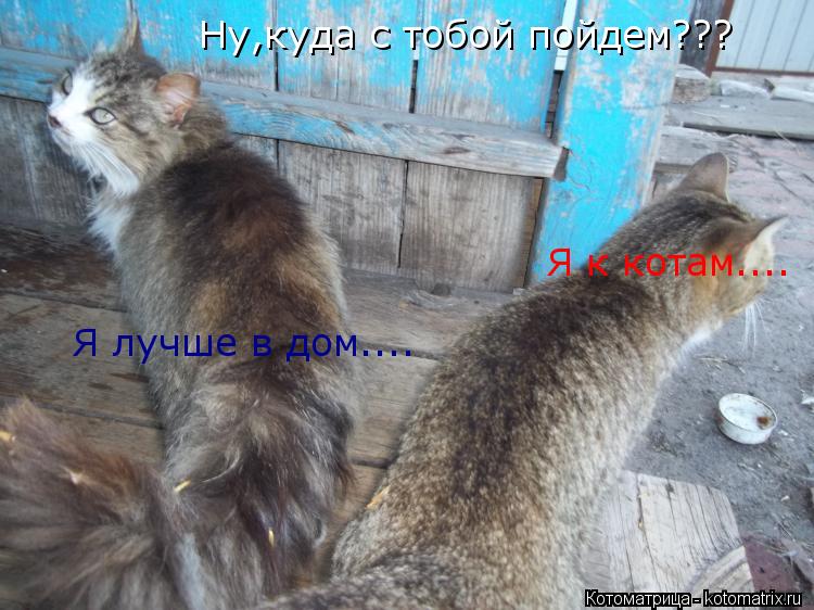 Котоматрица: Ну,куда с тобой пойдем??? Я к котам.... Я лучше в дом....