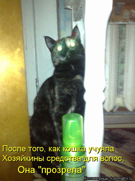 После того, как кошка учуяла Хозяйкины средства для волос, Она "прозрела"... Котоматрица: После того, как кошка учуяла Хозяйкины средства для волос, Она "прозрела"
