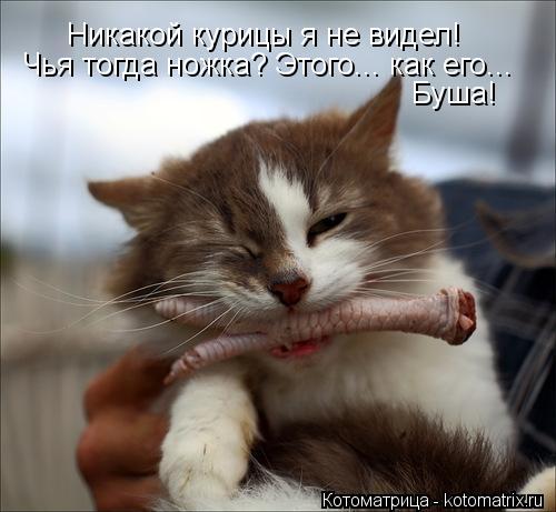 Котоматрица: Никакой курицы я не видел! Чья тогда ножка? Этого... как его... Буша!