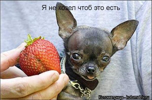 Котоматрица: Я не козел чтоб это есть