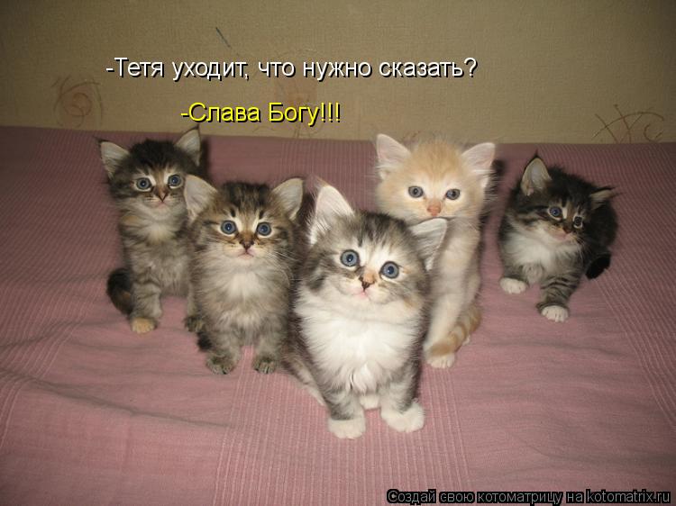 -Тетя уходит, что нужно сказать? -Слава Богу!!!... Котоматрица: -Тетя уходит, что нужно сказать? -Слава Богу!!!