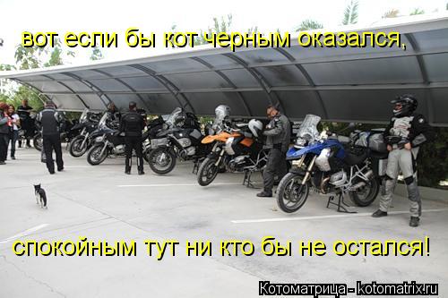 вот если бы кот черным оказался, спокойным тут ни кто бы не остался!... Котоматрица: вот если бы кот черным оказался, спокойным тут ни кто бы не остался!
