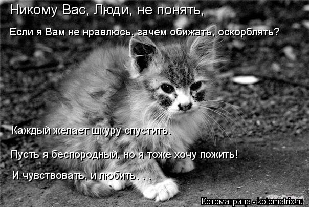 Котоматрица: Никому Вас, Люди, не понять, Если я Вам не нравлюсь, зачем обижать, оскорблять? Каждый желает шкуру спустить… Пусть я беспородный, но я тоже х