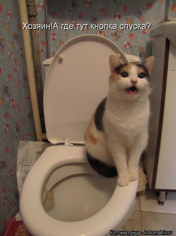 Котоматрица: Хозяин!А где тут кнопка спуска?