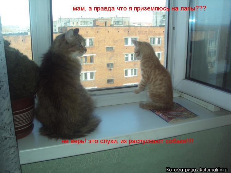 мам, а правда что я приземлюсь на лапы??? не верь! это слухи, их распускают собаки!!!!... Котоматрица: мам, а правда что я приземлюсь на лапы??? не верь! это слухи, их распускают собаки!!!!