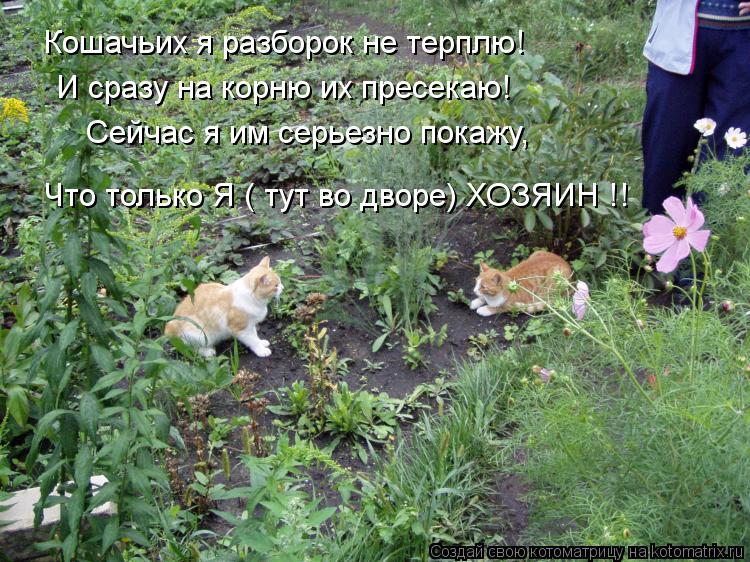 Кошачьих я разборок не терплю! И сразу на корню их пресекаю! Сейчас я им серьезно покажу, Что только ... Котоматрица: Кошачьих я разборок не терплю! И сразу на корню их пресекаю! Сейчас я им серьезно покажу, Что только Я ( тут во дворе) ХОЗЯИН !!