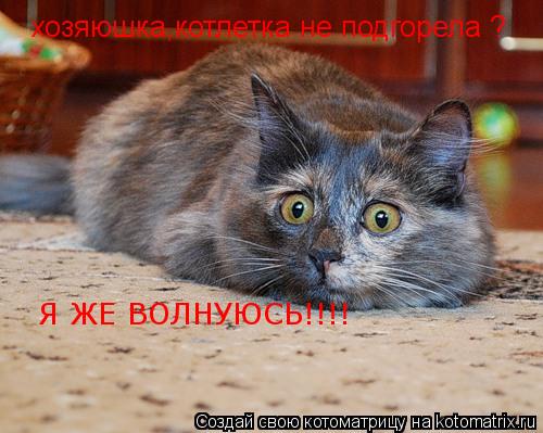 хозяюшка,котлетка не подгорела ? Я ЖЕ ВОЛНУЮСЬ!!!!... Котоматрица: хозяюшка,котлетка не подгорела ? Я ЖЕ ВОЛНУЮСЬ!!!!
