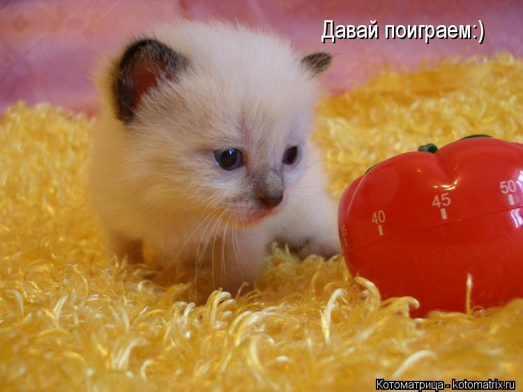 Давай поиграем:)... Котоматрица: Давай поиграем:)