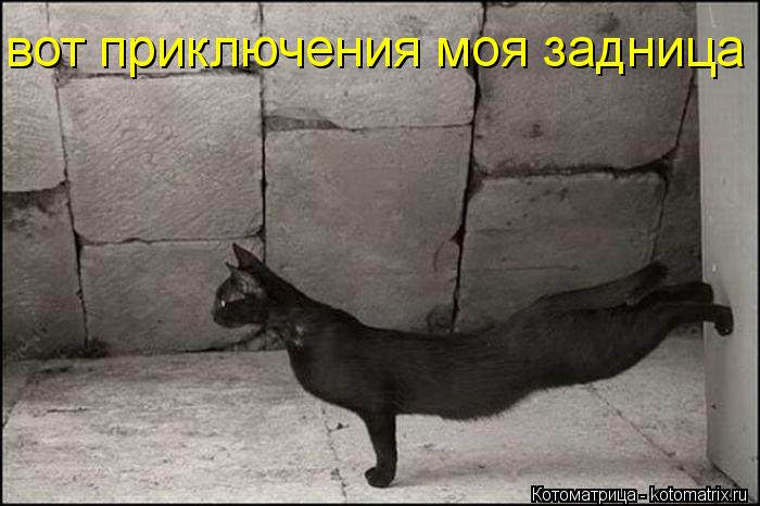 вот приключения моя задница... Котоматрица: вот приключения моя задница