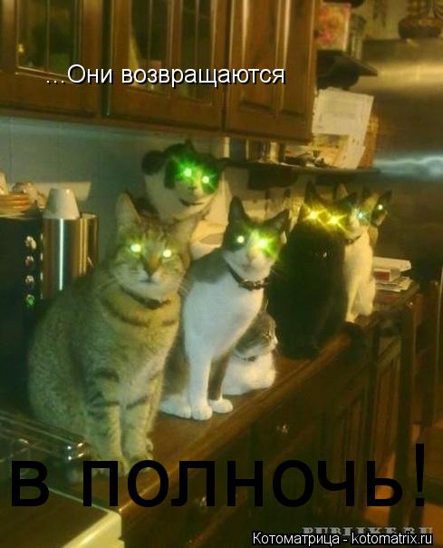 ...Они возвращаются в полночь!... Котоматрица: ...Они возвращаются в полночь!