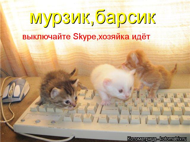 Котоматрица: мурзик,барсик выключайте Skype,хозяйка идёт