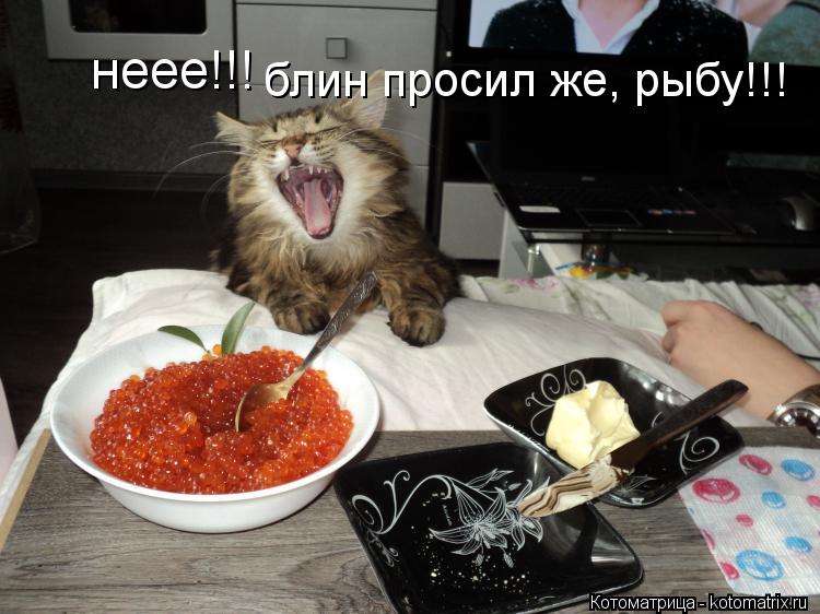 неее!!! блин просил же, рыбу!!!... Котоматрица: неее!!! блин просил же, рыбу!!!