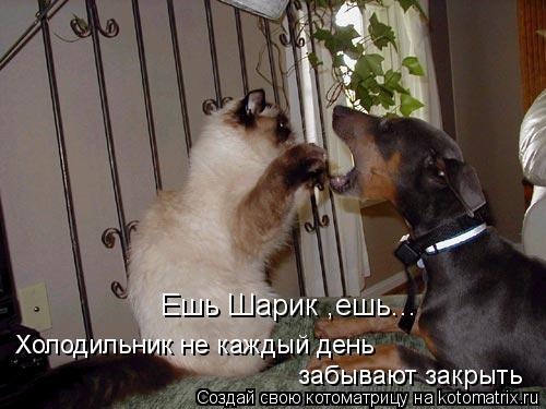 Ешь Шарик ,ешь... Холодильник не каждый день забывают закрыть... Котоматрица: Ешь Шарик ,ешь... Холодильник не каждый день забывают закрыть