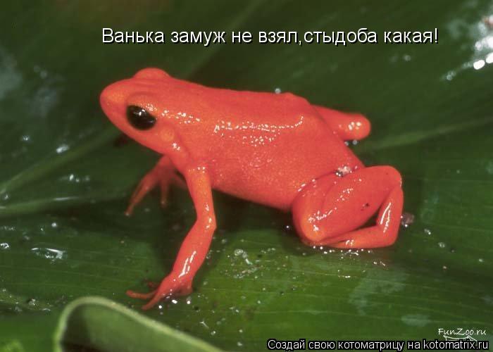 Ванька замуж не взял,стыдоба какая!... Котоматрица: Ванька замуж не взял,стыдоба какая!