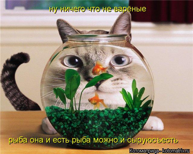 Котоматрица: ну ничего что не варёные  рыба она и есть рыба можно и сыруюсъесть